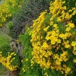 Coreopsis gigantea फूल