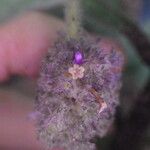 Trichostachys aurea Flor