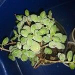 Cotyledon pendens Hoja