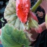 Begonia spp.