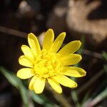 Scorzonera humilis Flor