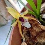 Maxillaria porrecta Fleur