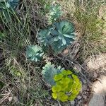 Euphorbia nicaeensisFlower