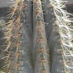 Pilosocereus pachycladus Habitatea