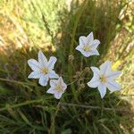 Triteleia peduncularis Flor
