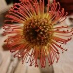 Leucospermum cordifolium Fleur