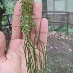 Huperzia phlegmaria Hoja