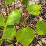 Argyreia nervosa Leaf