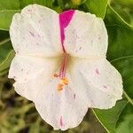 Mirabilis jalapa Flower