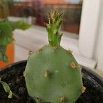 Opuntia stricta পাতা