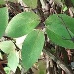 Philadelphus pubescens Leaf