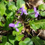 Viola × bavarica Blomst