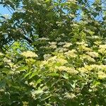 Cornus drummondii Цветок