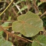 Dombeya reclinata 葉