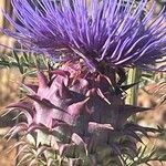 Cynara humilis Flor