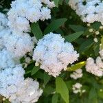 Spiraea cantoniensisফুল