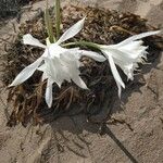 Pancratium maritimum Λουλούδι