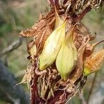 Gentiana lutea Plod