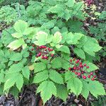 Actaea rubra Fuelha