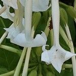 Nicotiana sylvestris Blomma