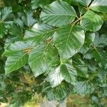 Fagus sylvaticaFuelha