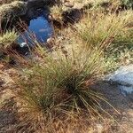 Juncus acutus Habitus