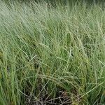 Carex rostrata Alkat (teljes növény)