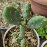 Opuntia maxima Leaf