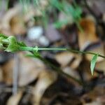 Pterostylis bureaviana Цветок