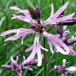Lychnis flos-cuculi Blüte