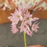 Allium bisceptrum Flor