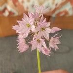 Allium bisceptrum Flors