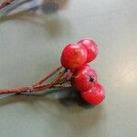 Sorbus chamaemespilus Fruit