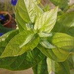 Thunbergia battiscombei Leaf