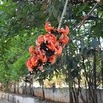 Butea monosperma Floare