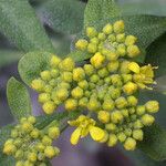 Alyssum argenteum Flower