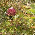 Trifolium wormskioldii عادت داشتن