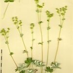 Alchemilla saxatilis 其他