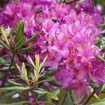 Rhododendron ponticum অভ্যাস