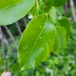 Prunus serotina Ліст