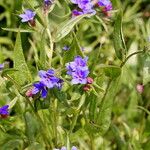 Asperugo procumbens Квітка