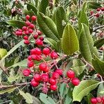 Photinia arbutifolia ফল