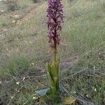 Himantoglossum robertianum Fleur