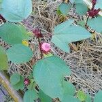 Hibiscus sabdariffa Blad