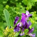 Medicago sativa Fiore