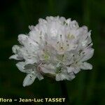 Armeria ruscinonensis Flower