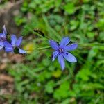 Aristea abyssinica Blomma