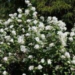 Exochorda racemosaFlor