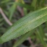 Echium decaisnei Leaf