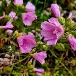 Malva alcea Vivejo